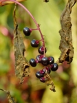 PB040182 (600x800).jpg