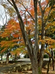 PB040301 (600x800).jpg