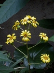 PB050009 (600x800).jpg