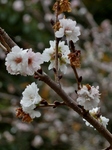 PB170055 (600x800).jpg