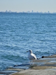 PC070041 (600x800).jpg