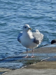 PC070042 (600x800).jpg