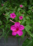 sos 003.jpg