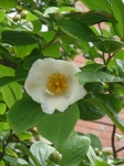 sos 004.jpg