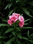 sos 005.jpg