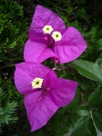 sos 007.jpg