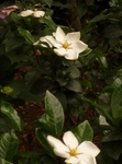 sos 010.jpg