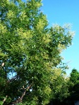 sos 094.jpg