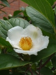 sos 005.jpg