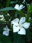 sos 006.jpg