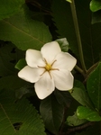 sos 011.jpg
