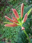 sos 022.jpg