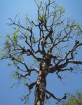 sos 036.jpg