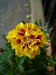 sos 044.jpg