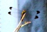 sos 059.jpg