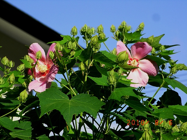 平和を象徴するフヨウ 芙蓉 の花 富士男 だより