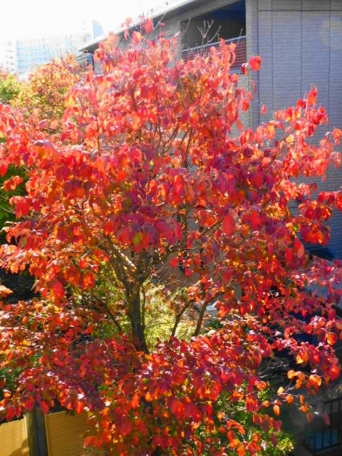 ハナミズキ 花水木 の紅葉 富士男 だより