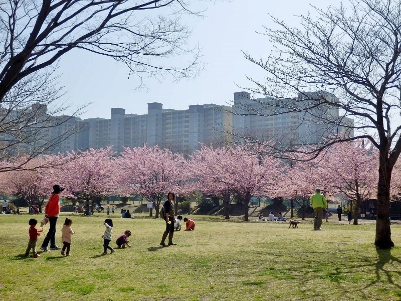 高洲中央公園の河津桜が満開 富士男 だより