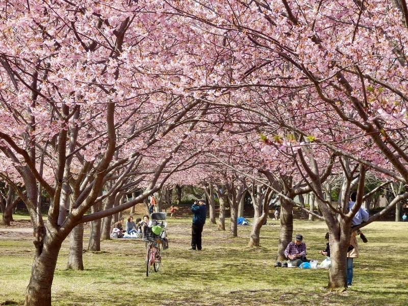 高洲中央公園の河津桜が満開 富士男 だより